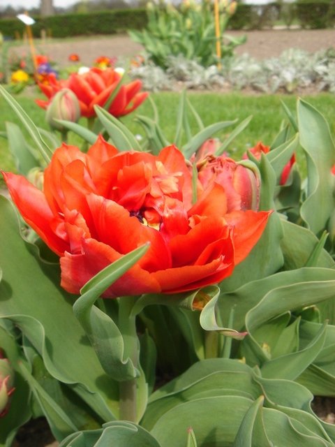 Tulipa double hative 'Oranje Nassau' PB 6